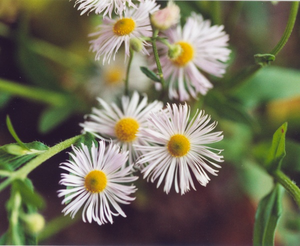 20000800_courgenay_la-creule_erigeron_annuus_01.jpg