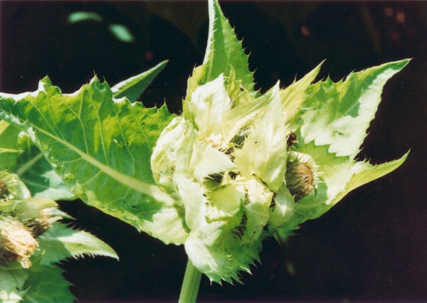 20000800_roches_charbonniere_cirsium_oleraceum_02.jpg