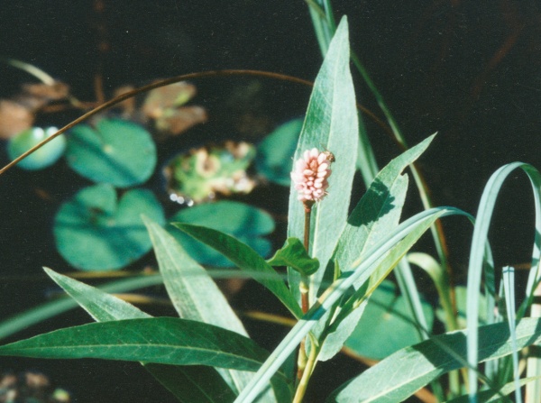 20000800_saignelegier_la-gruere_polygonum_amphibium_02.jpg