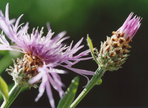 20000900_roches_hautes-roches_centaurea_jacea_angustifolia_02.jpg