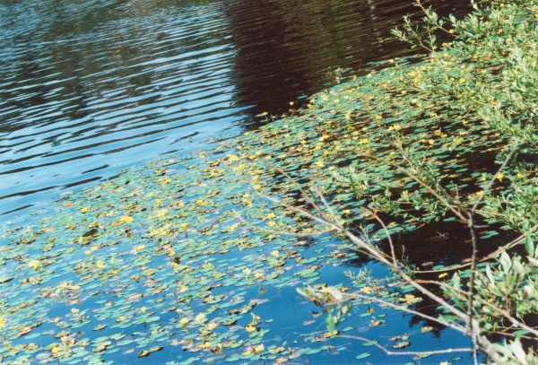 20000900_saignelegier_la-gruere_nymphoides_peltata.jpg