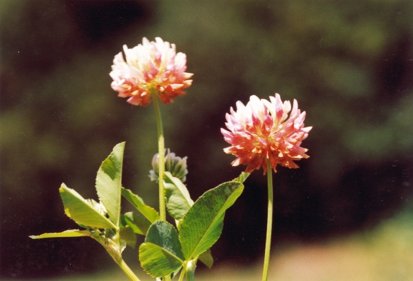 20010000_beurnevesin_trifolium_medium.jpg