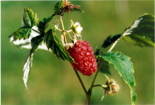 20010000_les-bois_peu-claude_rubus_idaeus.jpg