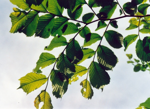 20010100_clos-du-doubs_ulmus_glabra_02.jpg