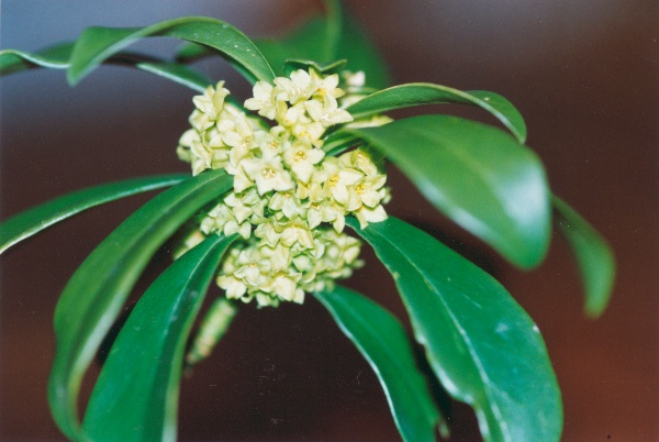 20010300_montagne-de-moutier_daphne_laureola.jpg