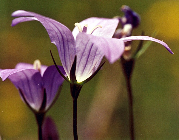 20010500_bassecourt_campanula_patula_02.jpg