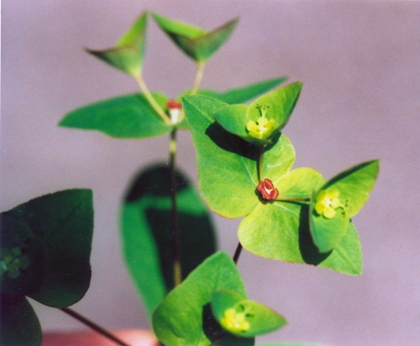 20010500_clos-du-doubs_tariche_euphorbia_dulcis_2.jpg