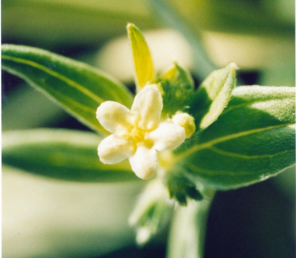 20010500_courgenay_lithospermum_officinale_01.jpg