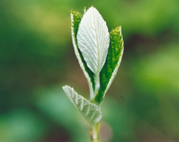 20010500_cremines_maljonc_sorbus_chamaemespilus_2.jpg