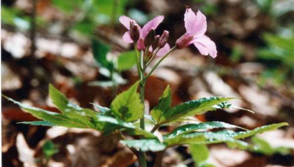 20010500_les-bois_cul-des-pres_cardamine_pentaphyllos.jpg