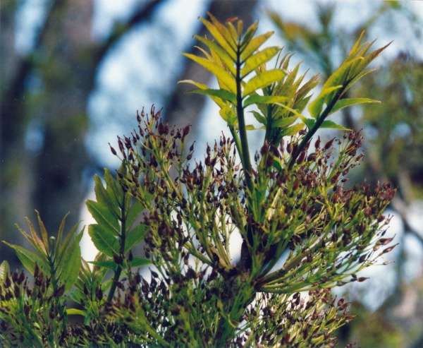 20010500_les-bois_peu-claude_fraxinus_excelsior_01.jpg