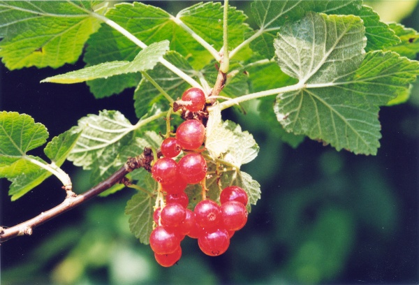 20010500_moutier_chantemerle_ribes_rubrum_01.jpg