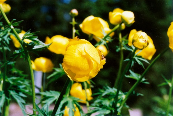 20010500_moutier_chantemerle_trollius_europaeus_2.jpg