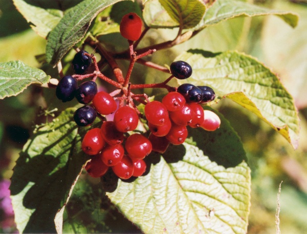 20010500_perrefitte_viburnum_lantana.jpg