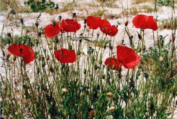 20010600_delemont_la-balastiere_delemont_papaver_rhoeas.jpg