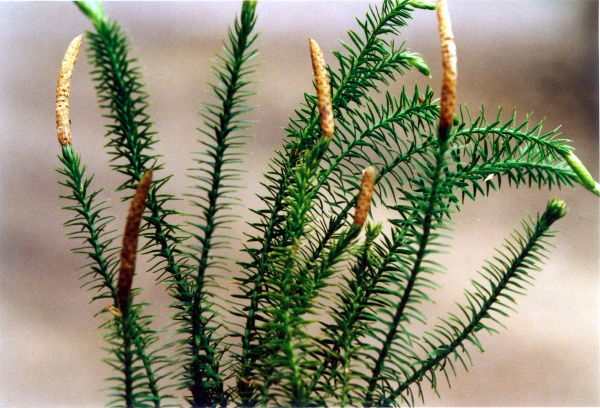 20010600_la-chaux-des-breuleux_lycopodium_annotinum_01.jpg