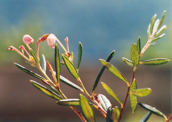 20010600_les-genevez_les-embreux_andromeda_polifolia_01.jpg