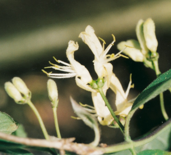 20010600_montfaucon_lonicera_xylosteum_02.jpg