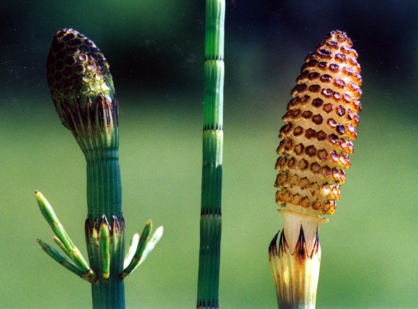 20010600_saignelegier_la-gruere_equisetum_fluviatile_01.jpg