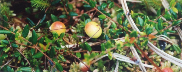 20010600_saignelegier_la-gruere_vaccinium_oxycoccos_01.jpg