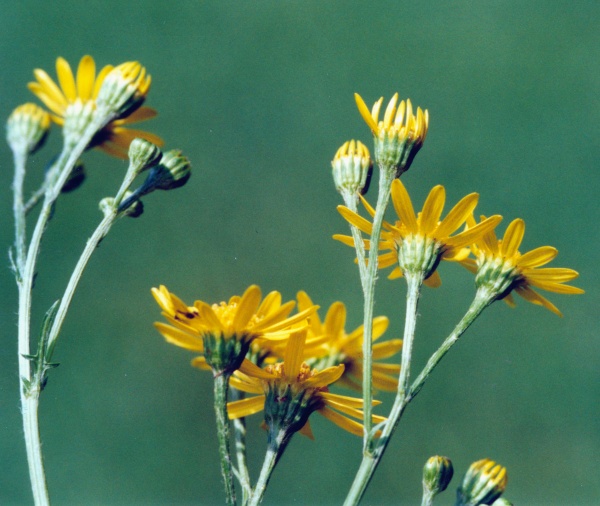 20010700_beurnevesin_senecio_aquaticus_01.jpg