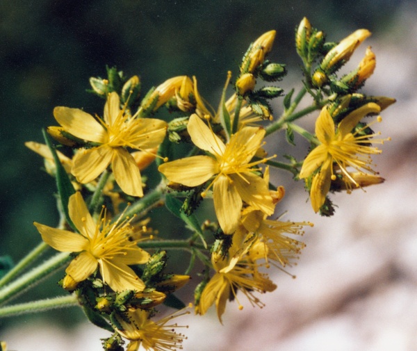 20010700_courrendlin_choindez_hypericum_hirsutum_01.jpg