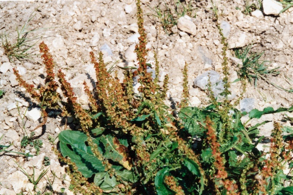 20010700_delemont_rumex_cripus_01.jpg