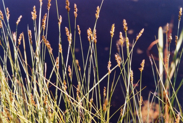 20010700_la-chaux-des-breuleux_etang-du-lavoir_carex_diandra_01.jpg