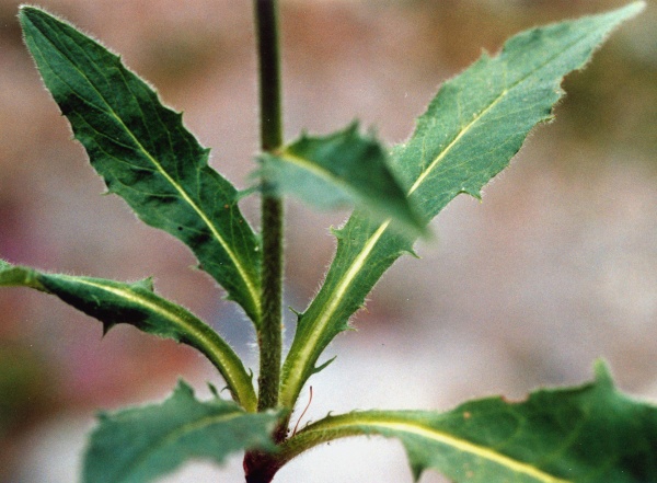 20010700_les-bois_peu-claude_hieracium_lachenalii_02.jpg