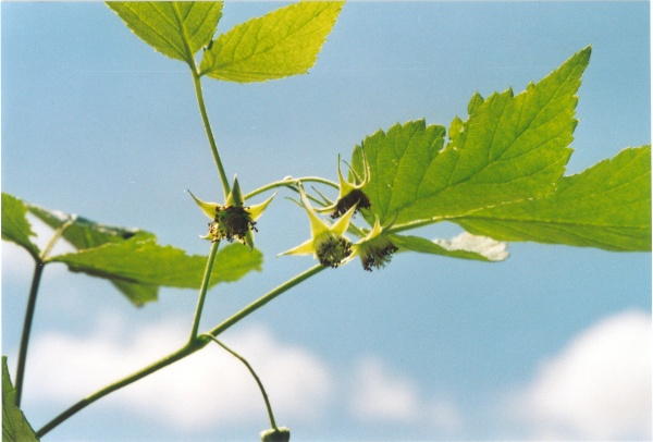 20010700_les-bois_peu-claude_rubus_idaeus.jpg