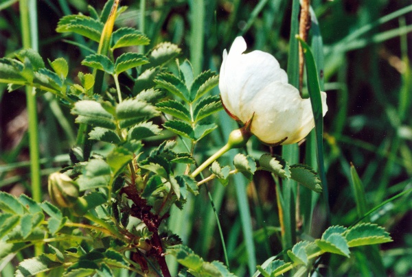 20010700_moutier_montagne_rosa_pimpinellifolia_01.jpg