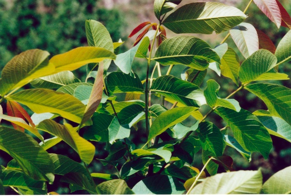 20010800_belprahon_raimeux_juglans_regia_01.jpg