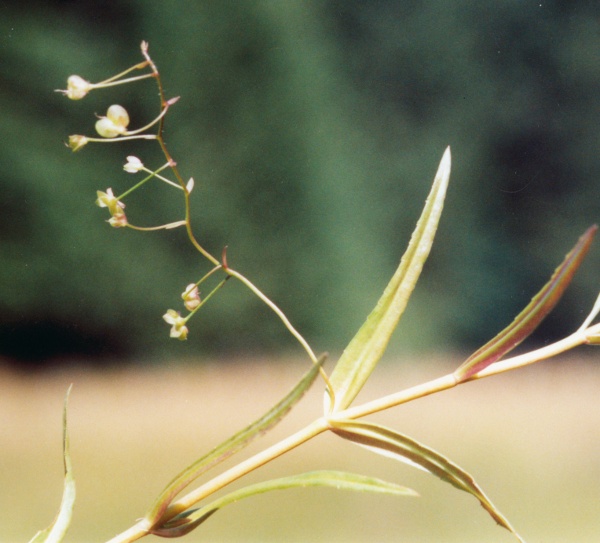 20010800_le-bemont_gros-bois-derriere_veronica_scutellata_02.jpg