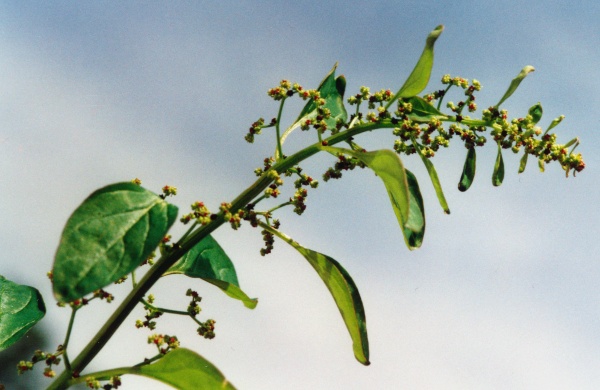 20010800_les-bois_peu-claude_chenopodium_polyspermum_01.jpg