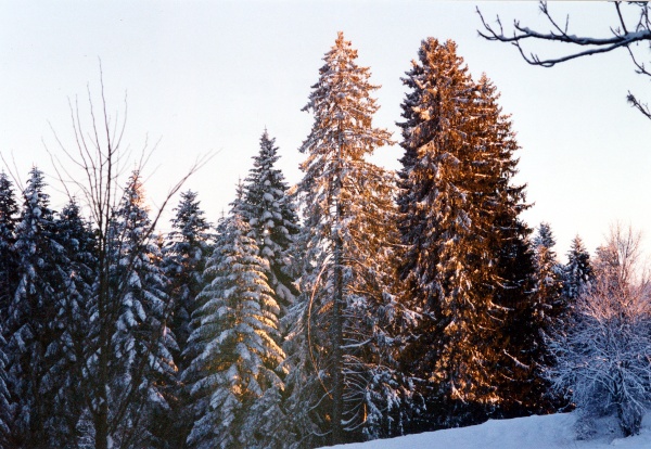 20010800_les-bois_peu-claude_picea_abies_01.jpg