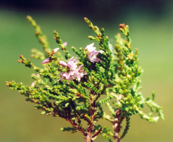 20010800_saint-imier_la-tuilerie_calluna_vulgaris_01.jpg