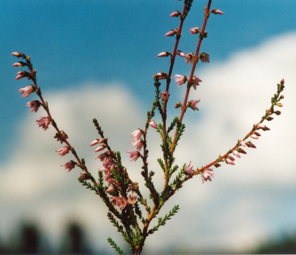 20010800_saint-imier_la-tuilerie_calluna_vulgaris_02.jpg