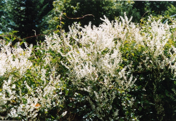 20010900_clos-du-doubs_epiquerez_cult_fallopia_aubertii_01.jpg