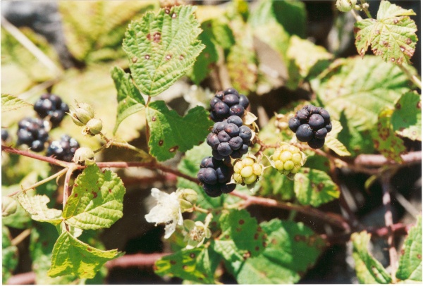 20010900_delemont_ballastiere_rubus_caesius.jpg