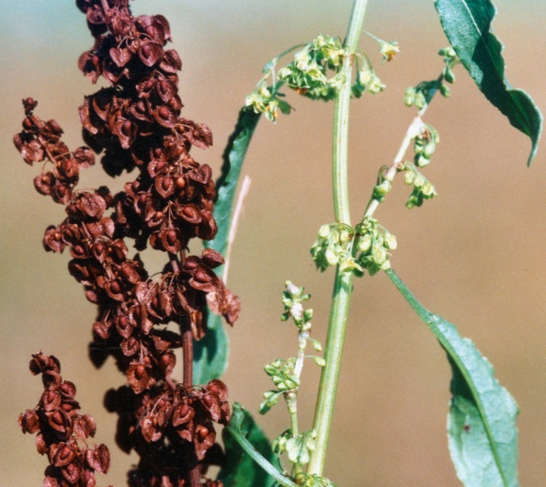 20010900_le-noirmont_saigne-aux-femmes_rumex_cripus_01.jpg