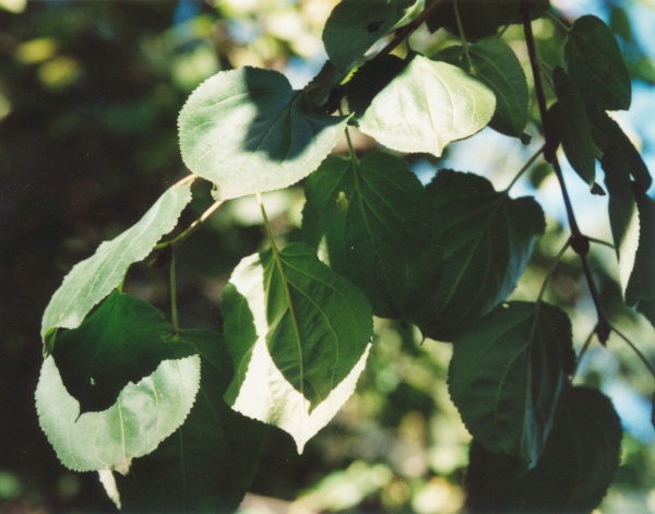 20011000_daucher_rhamnus_cathartica_1.jpg