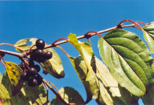 20011000_daucher_rhamnus_cathartica_2.jpg