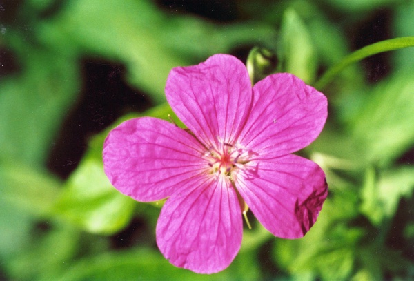 20020000_reconvilier_geranium_palustre.jpg