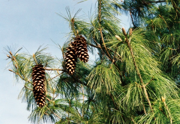 20020200_lignieres_pinus_strobus_01.jpg