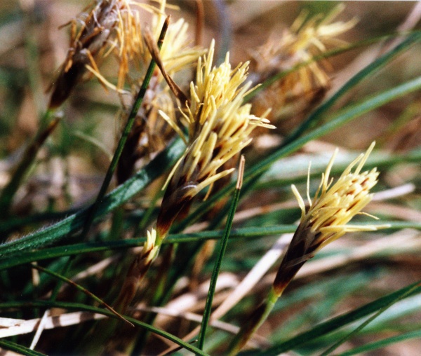 20020300_la-neuveville_garide_carex_humilis_02.jpg