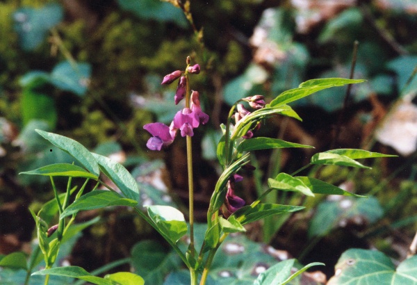 20020300_le-noirmont_la-goule_lathyrus_vernus_vernus.jpg