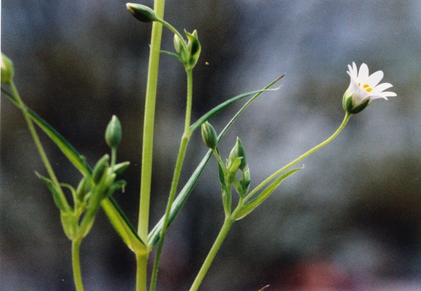 20020400_bonfol_stellaria_holostea_01.jpg