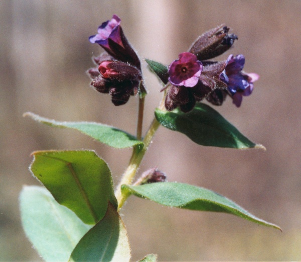 20020400_courrendlin_pulmonaria_mollis.jpg