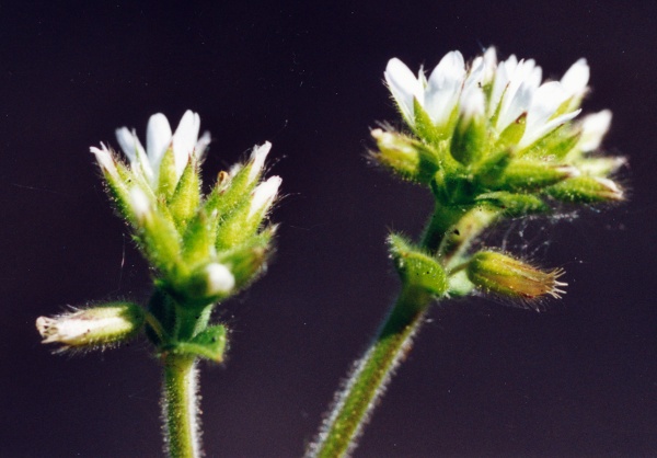 20020400_daucher_cerastium_glomeratum_01.jpg