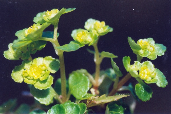 20020400_le-noirmont_la-goule_goumois_le-theusseret_chrysosplenium_alternifolium_02.jpg